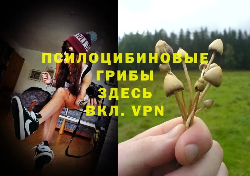 Псилоцибиновые грибы MAGIC MUSHROOMS  где купить наркотик  Асино 